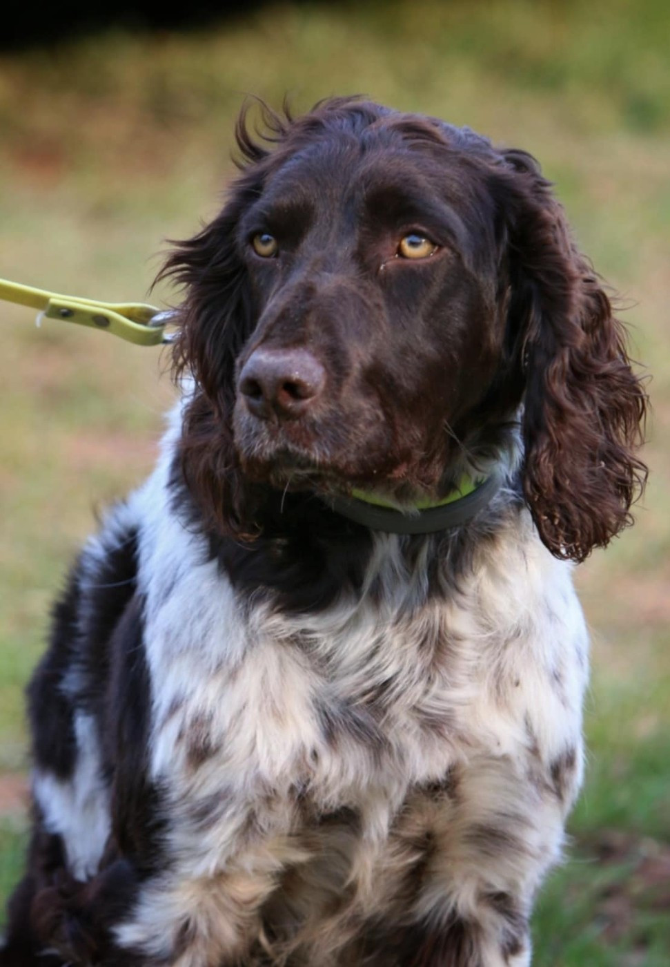 Ulane Des Epines Noires Du Finage