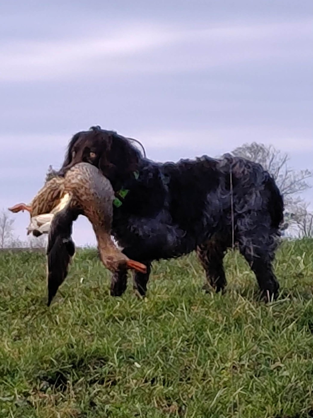 jeune chienne à vendre