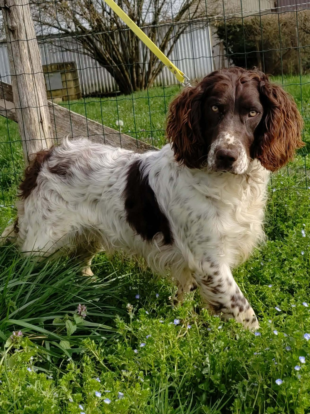 Jeune mâle wachtelhund à vendre
