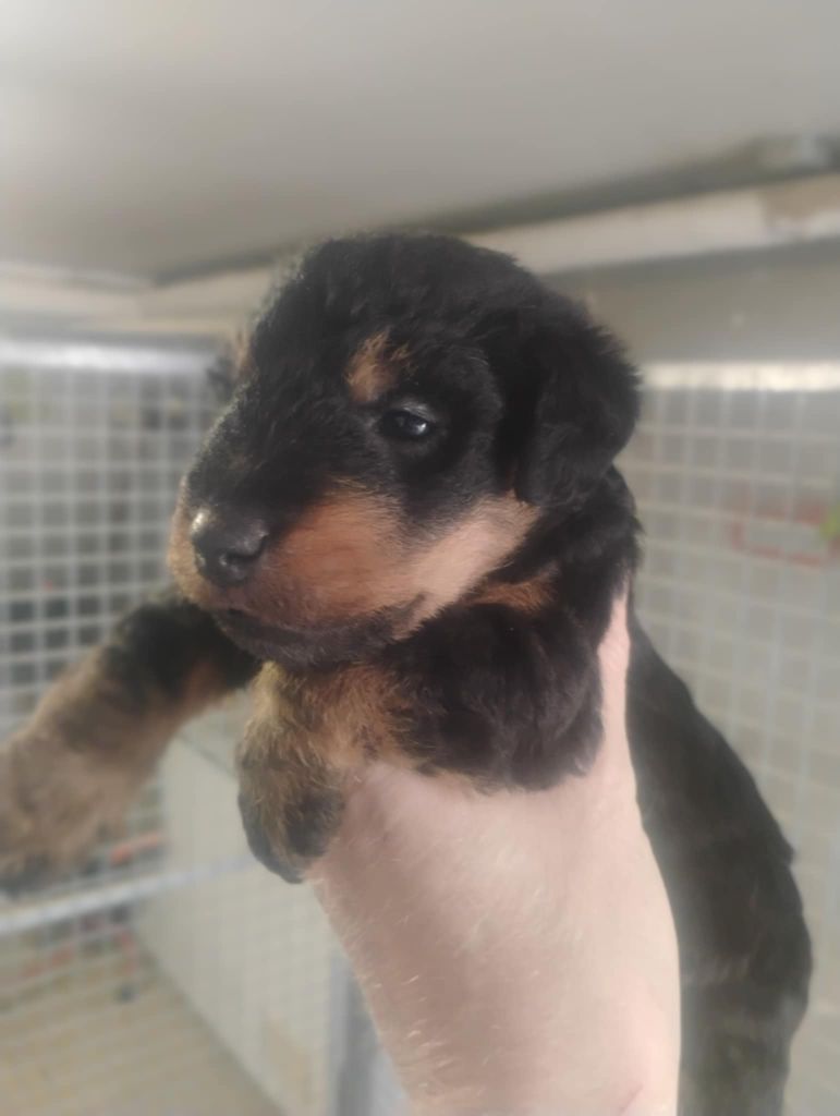 chiot femelle à  réserver